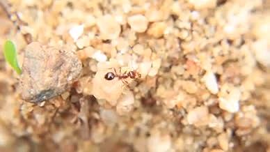 4K实拍近摄镜下的大蚂蚁抬小蚂蚁觅食视频的预览图